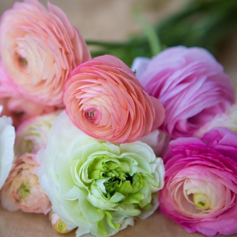 Ranunculus