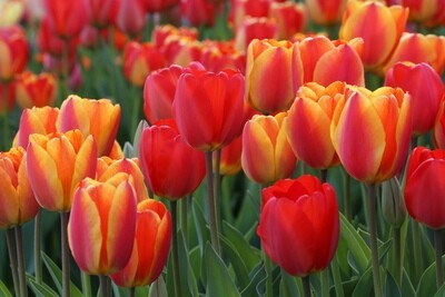 Tulips