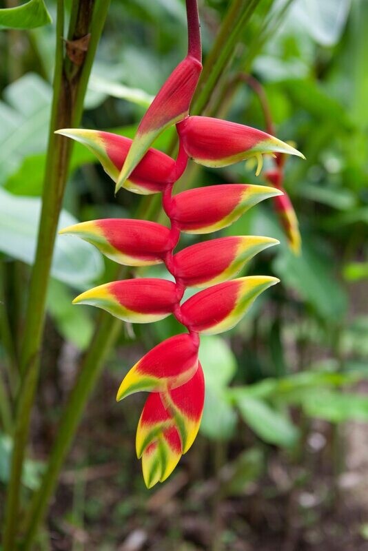 Heliconia