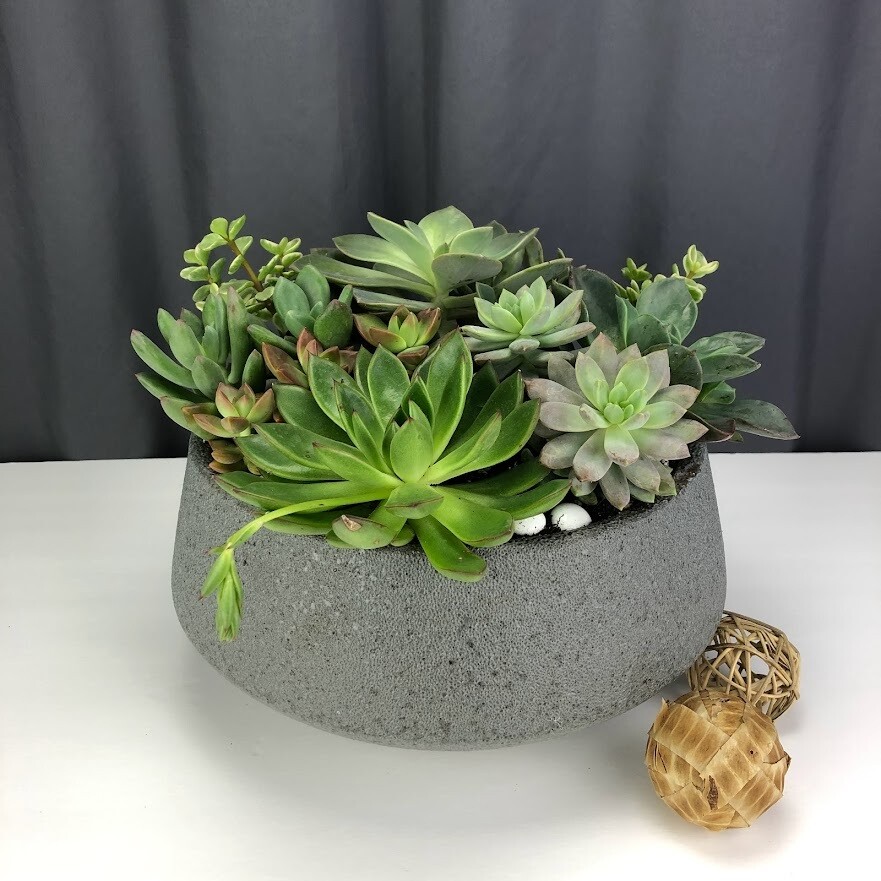 Huge Succulent Garden