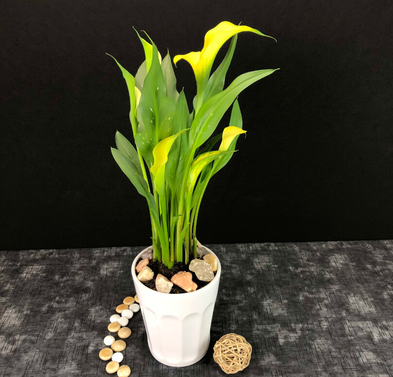 Calla Lily Plant 6&quot;