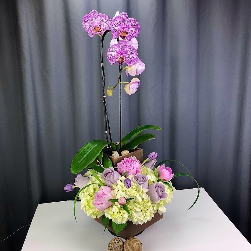 Orchid Garden
