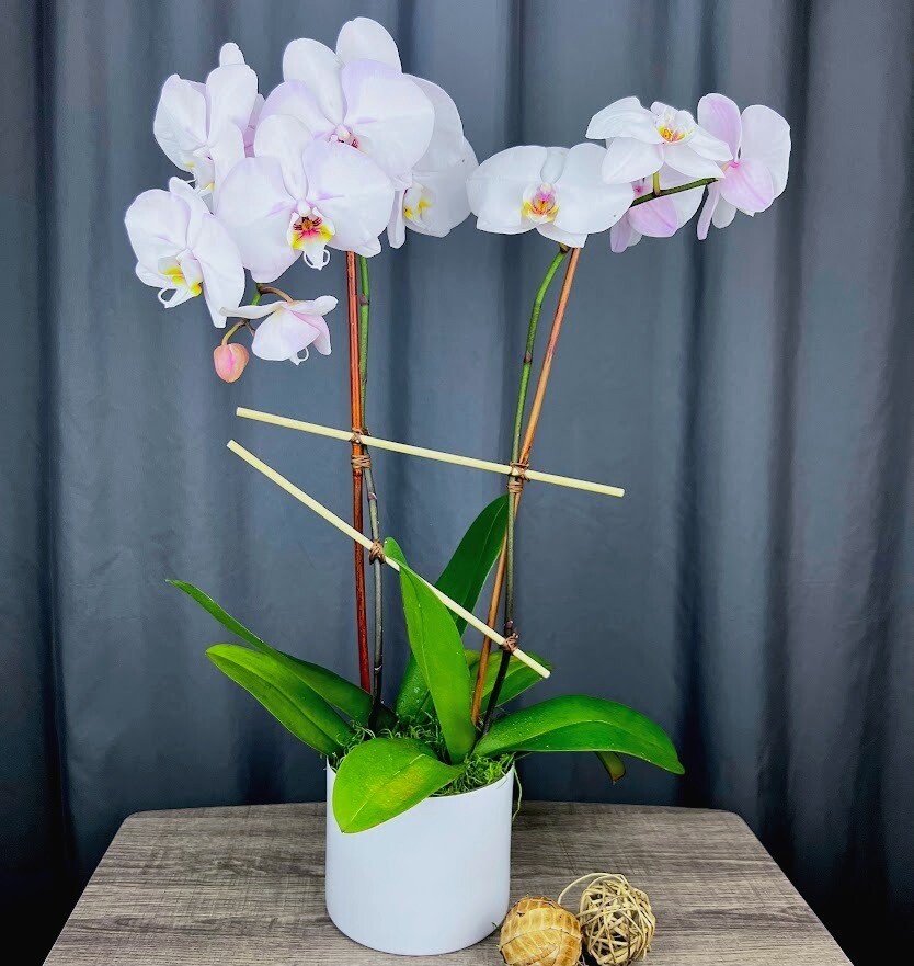 Phalaenopsis Orchid Planter