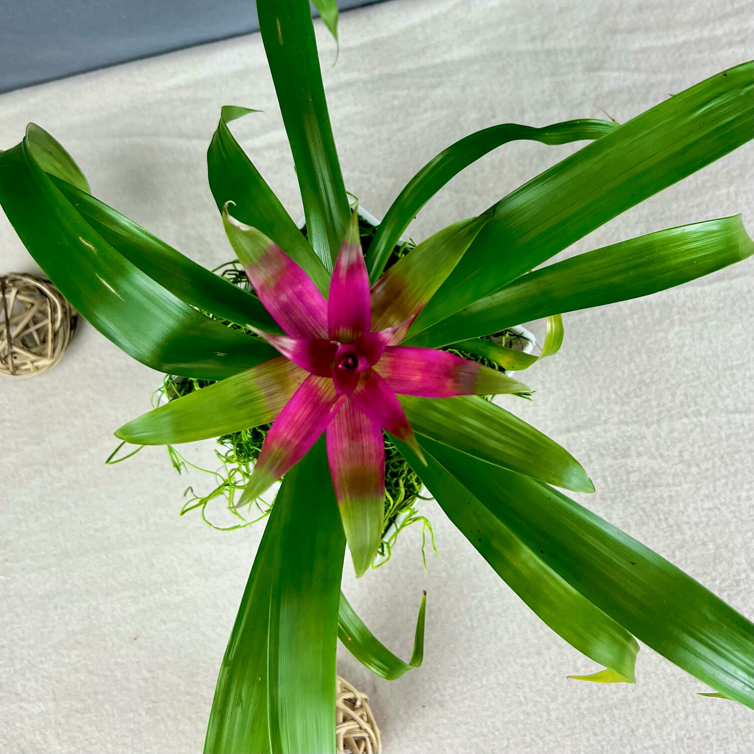 Bromeliad Plant (5&quot; Pot)