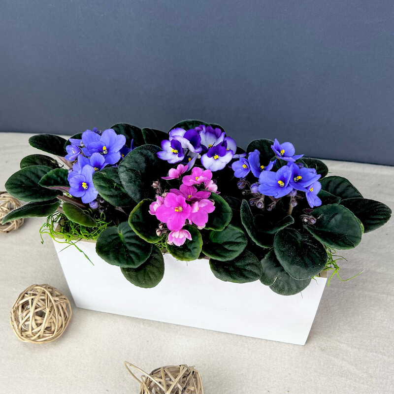 African Violets