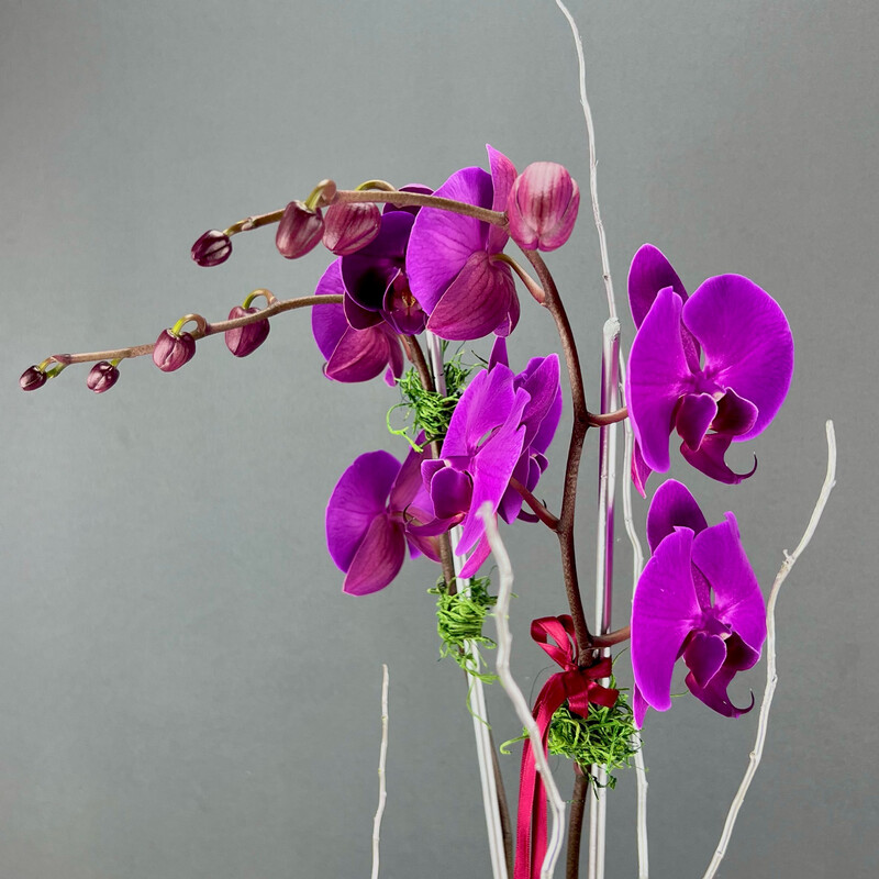 Orchid Plants