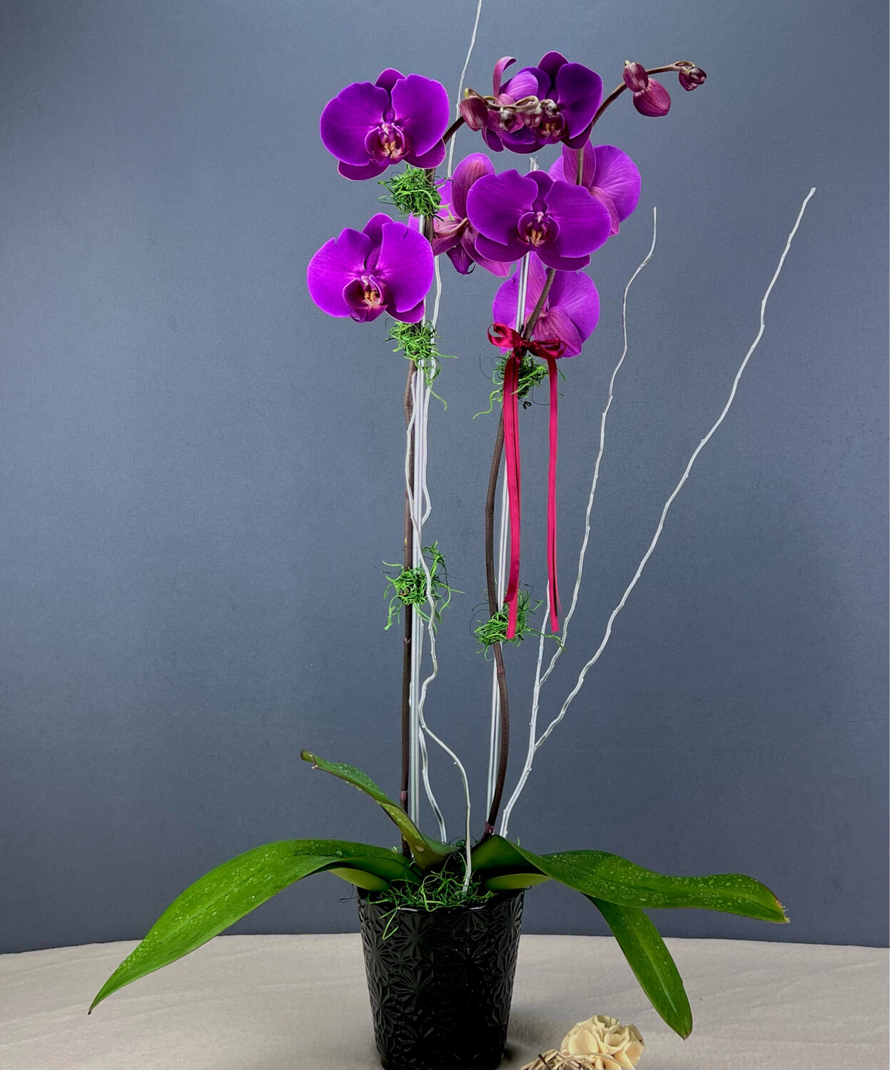 Wild Orchid Planter
