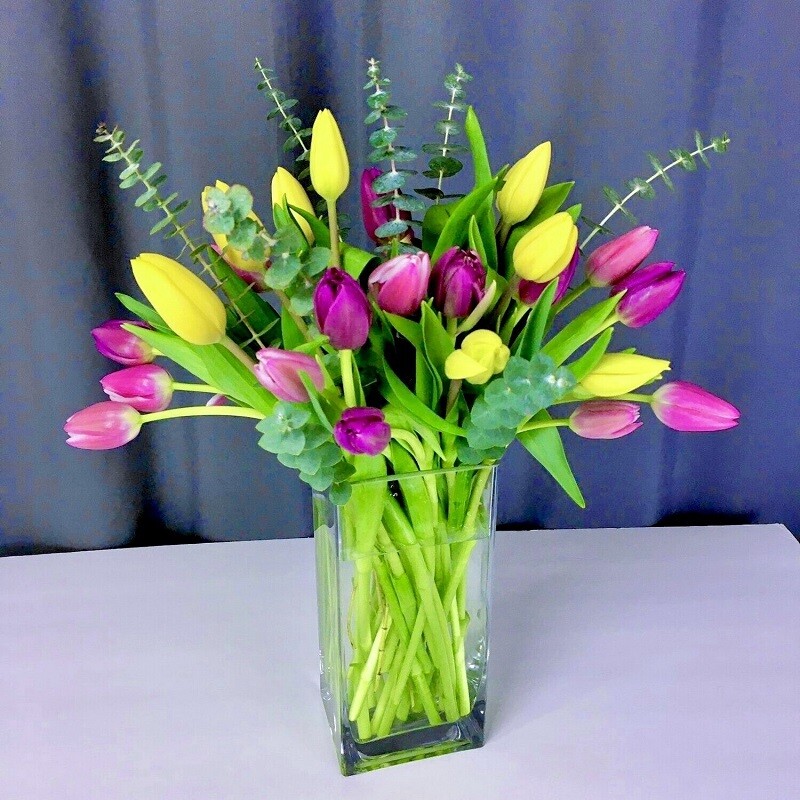 Tulip Mania in Maryland