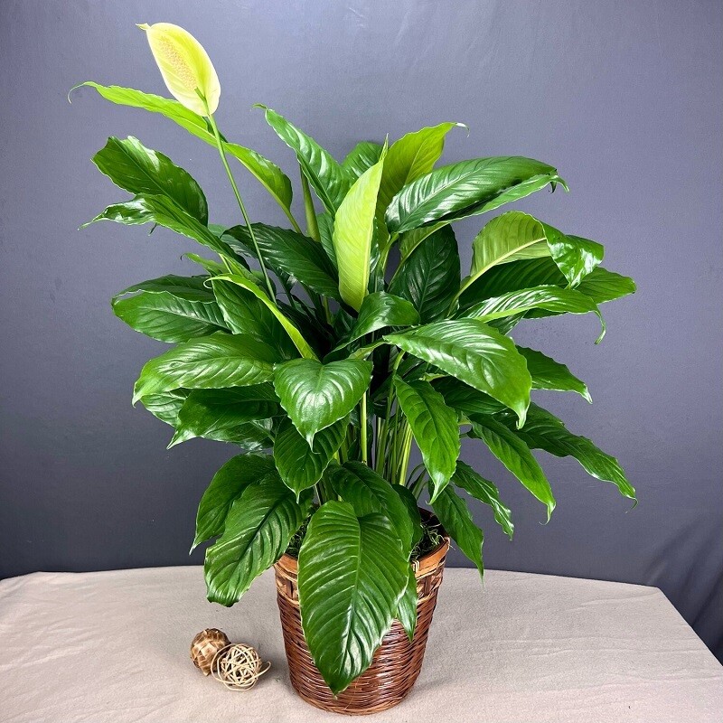 Peace Lily Plant (Spathiphyllum)