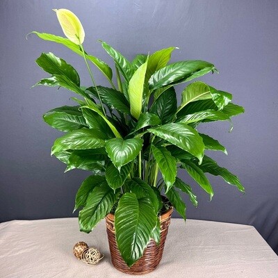 Peace Lily Plant (Spathiphyllum)