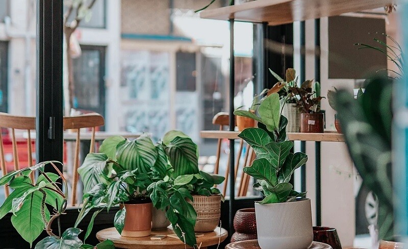 Live Plants