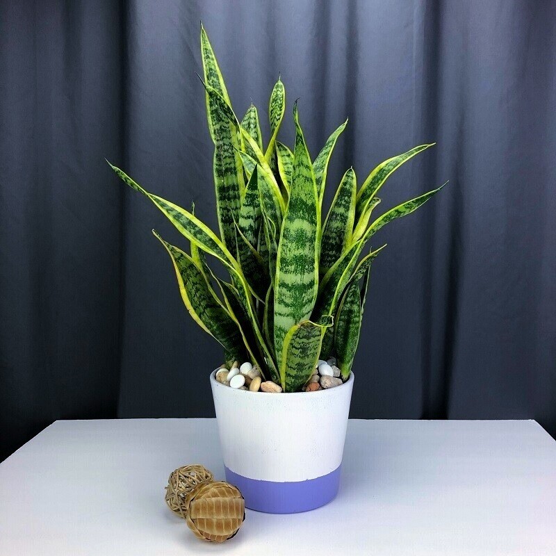 Snake Plant in Gaithersburg Maryland