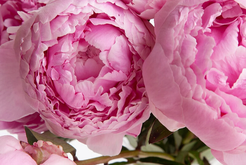 Mother’s Day Flowers