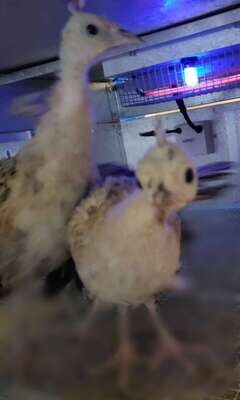 Peafowl Chicks (Unsexed) - Deposit