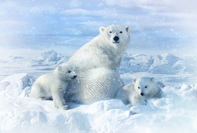 Polar Bear Family - Hoffman Fabrics Digital PANEL