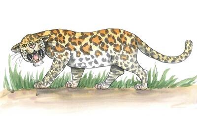 Jaguar Animal ABC