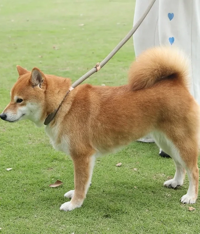 Slip Leash
