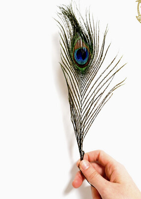 FN Peacock Feathers for Smudging - FNPFS
