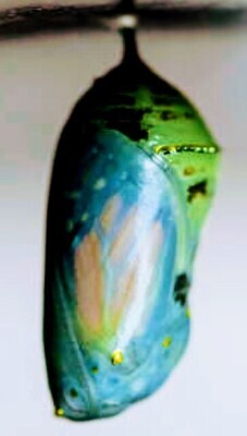 Krysalis Kreations