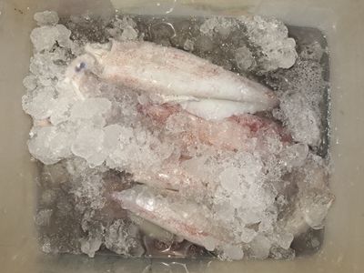 Sotong (Fresh, Halal)