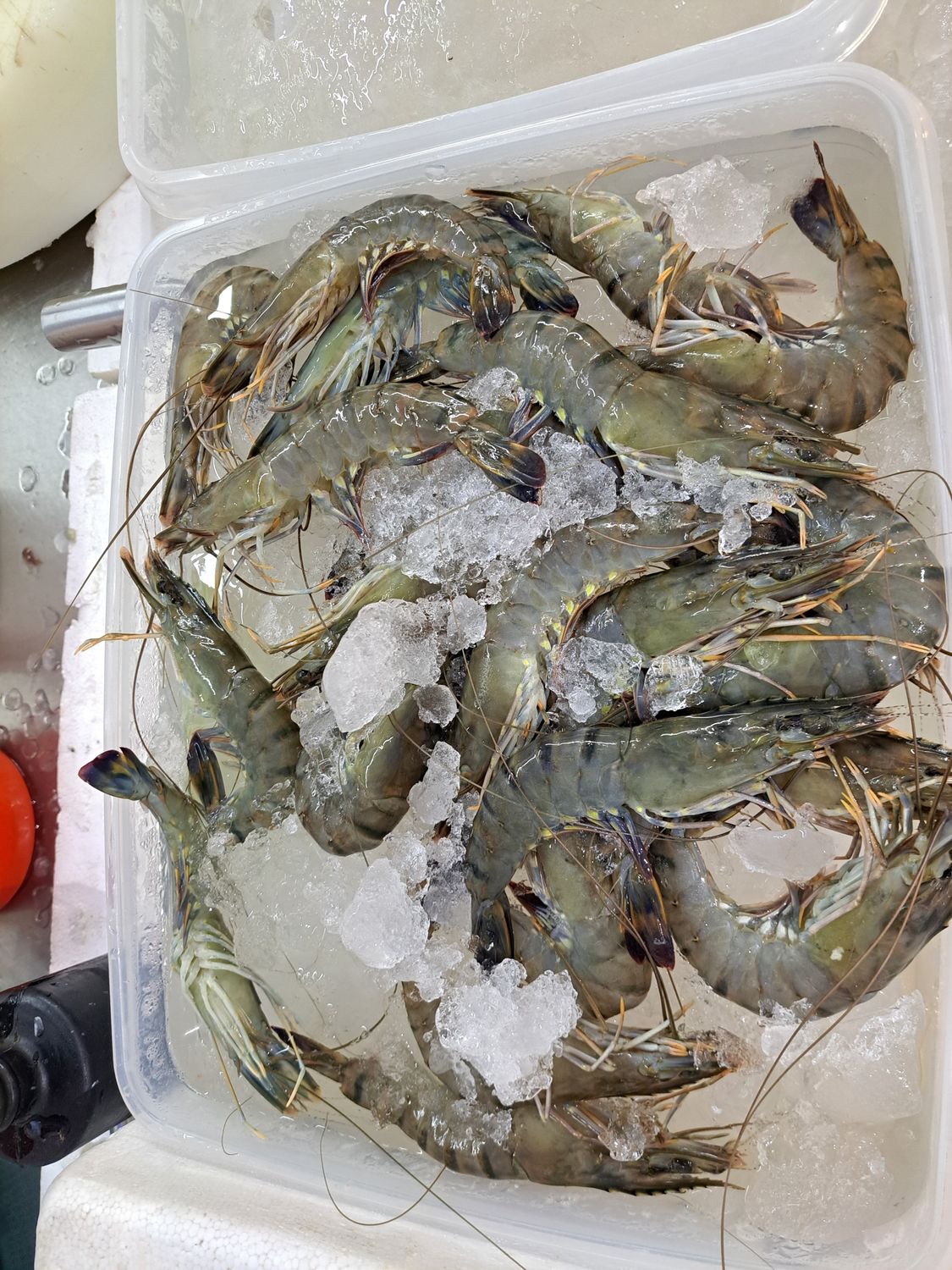 Fresh Tiger Prawn Halal