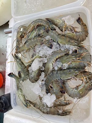 Fresh Tiger Prawn Halal
