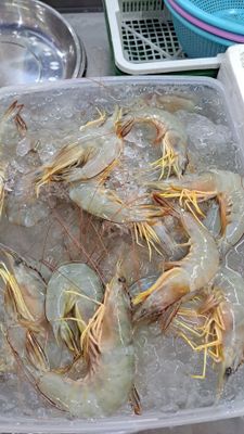 Fresh Sea Prawns (Halal)