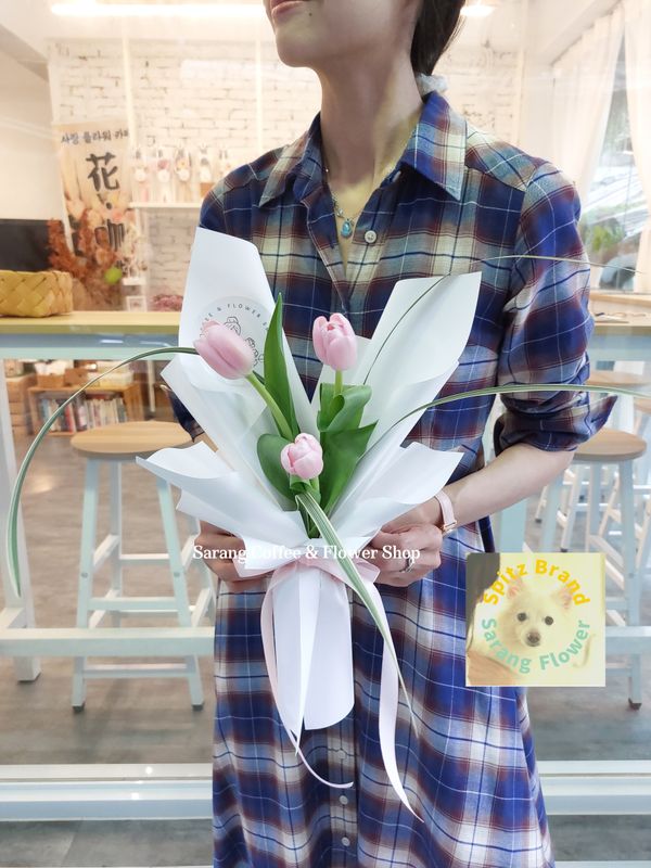 Sarang Spitz愜意 Tulip