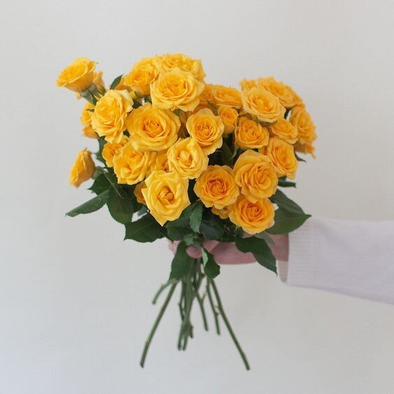 Yellow Baby Roses