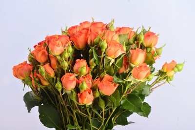 Orange baby Roses