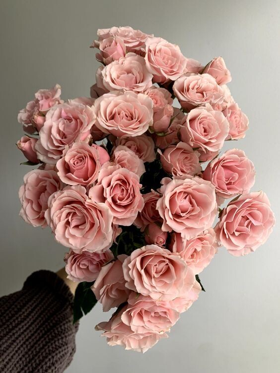 Light Pink Baby Roses