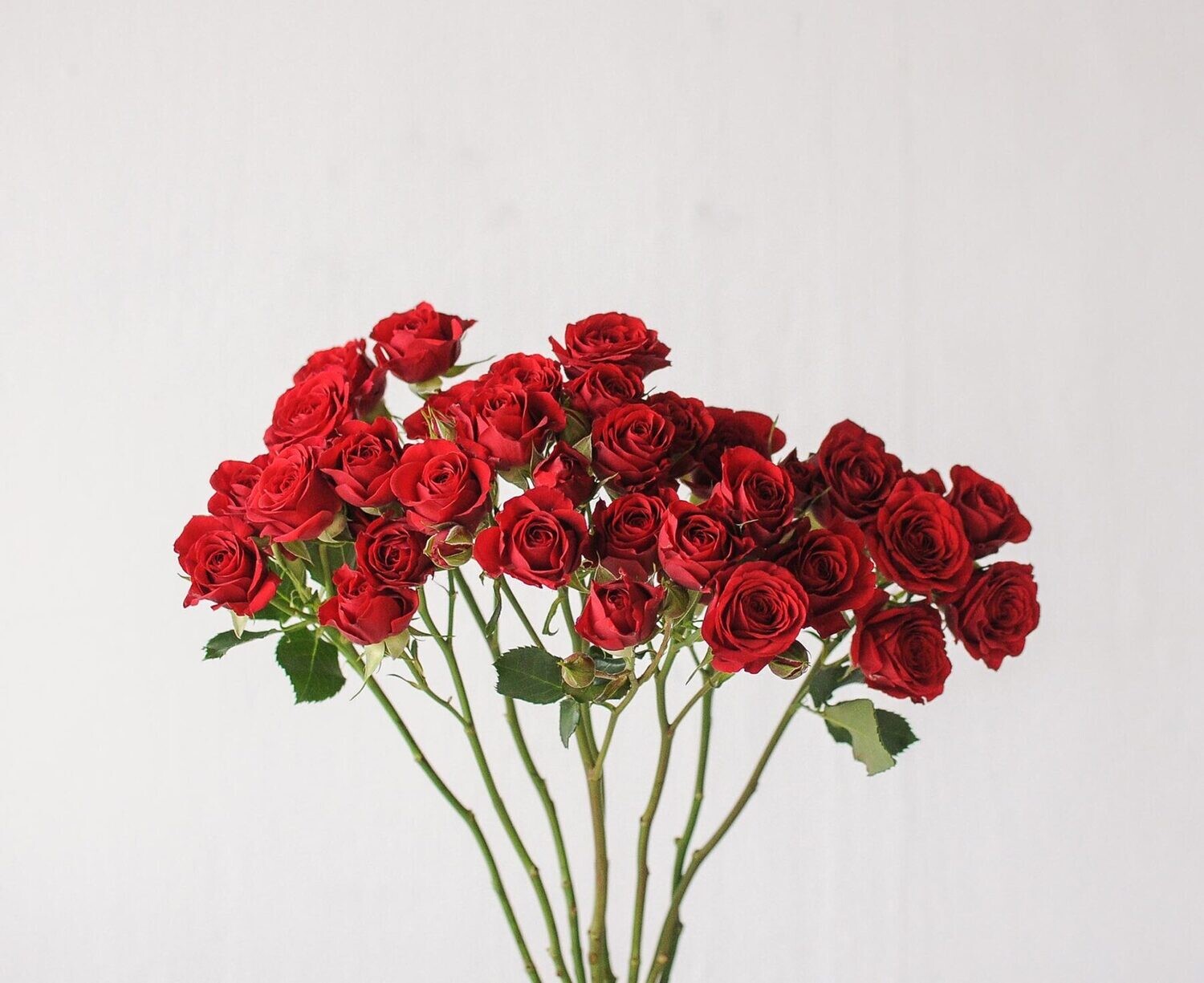 Red Baby Roses