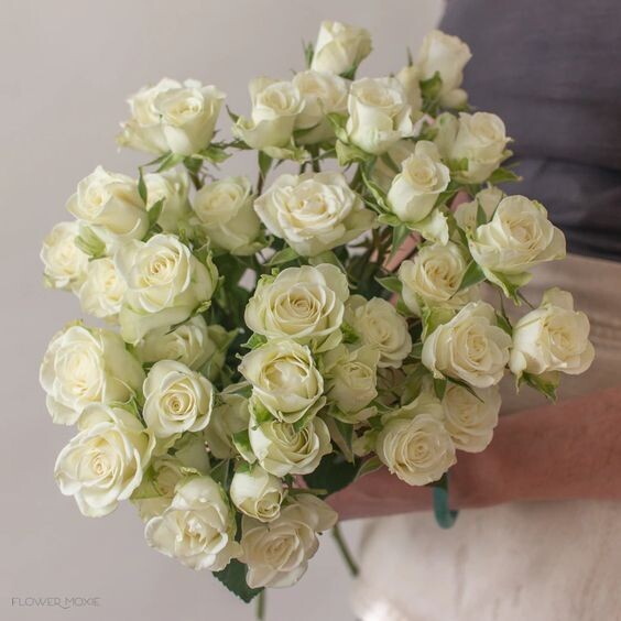 White Baby Roses