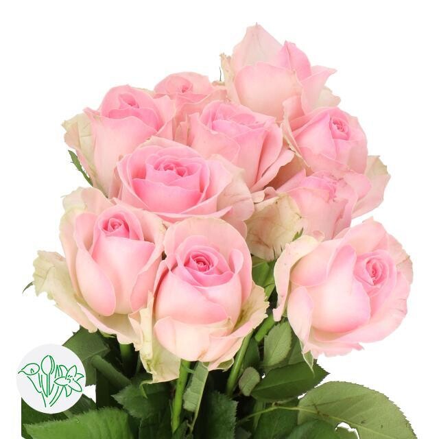 Rosa Avalanche Sorbet