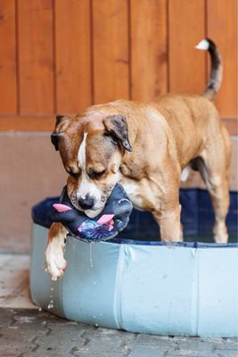 CoolPets Ring o'Sharky Schwimmhai