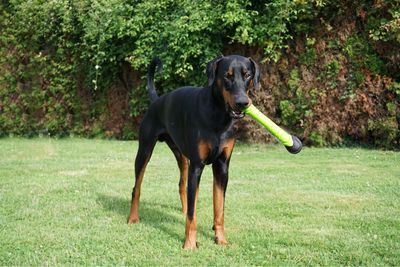 Dog Comets Asteroid Grün (Wurfstab)