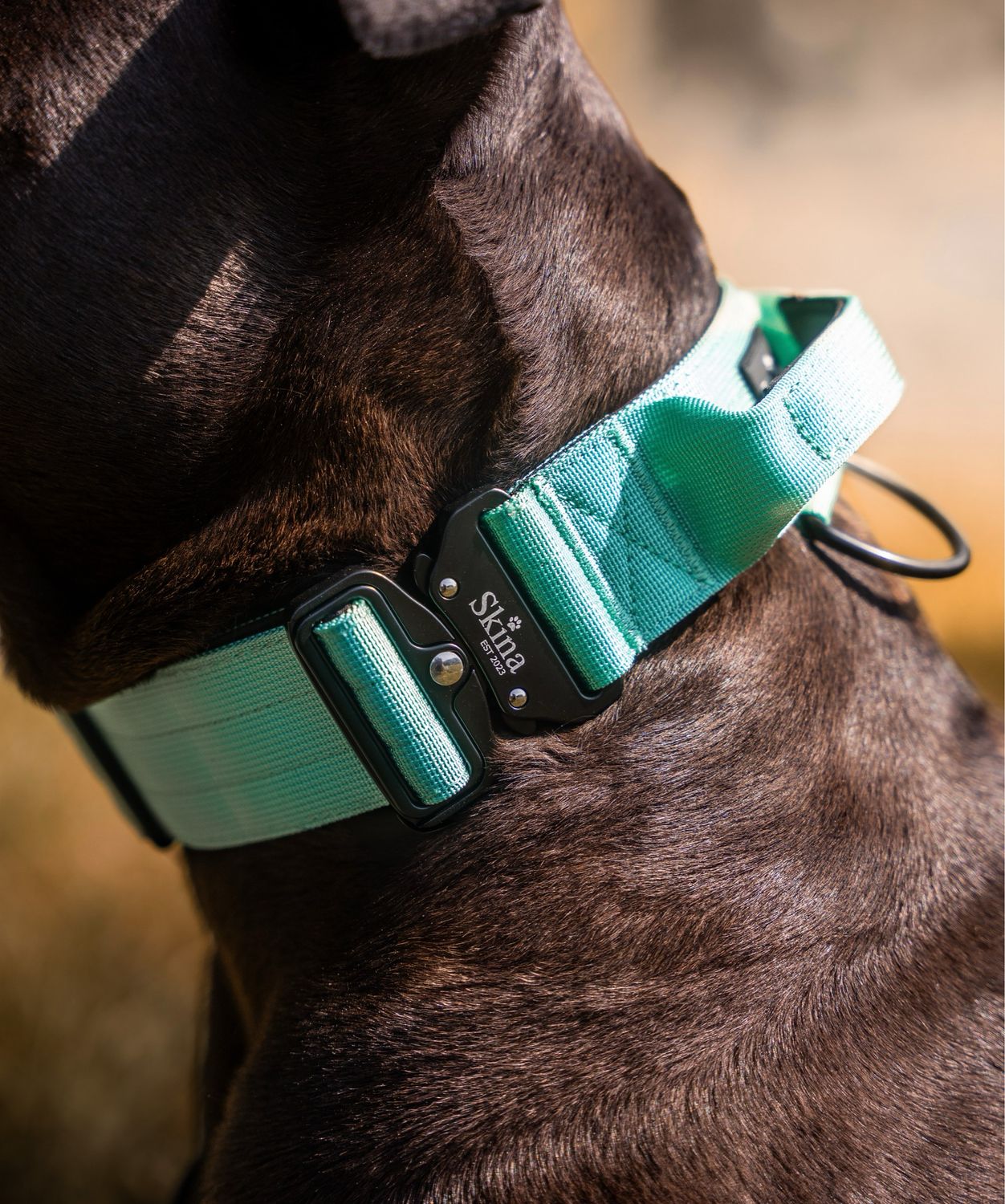 Taktisches Halsband mit Sicherheitsschnalle &amp; Haltegriff „Türkis“