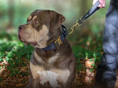 Kurzführer für Hunde