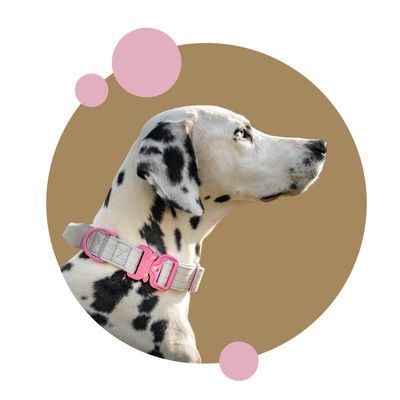 Ultra leichte Halsbänder für Hunde