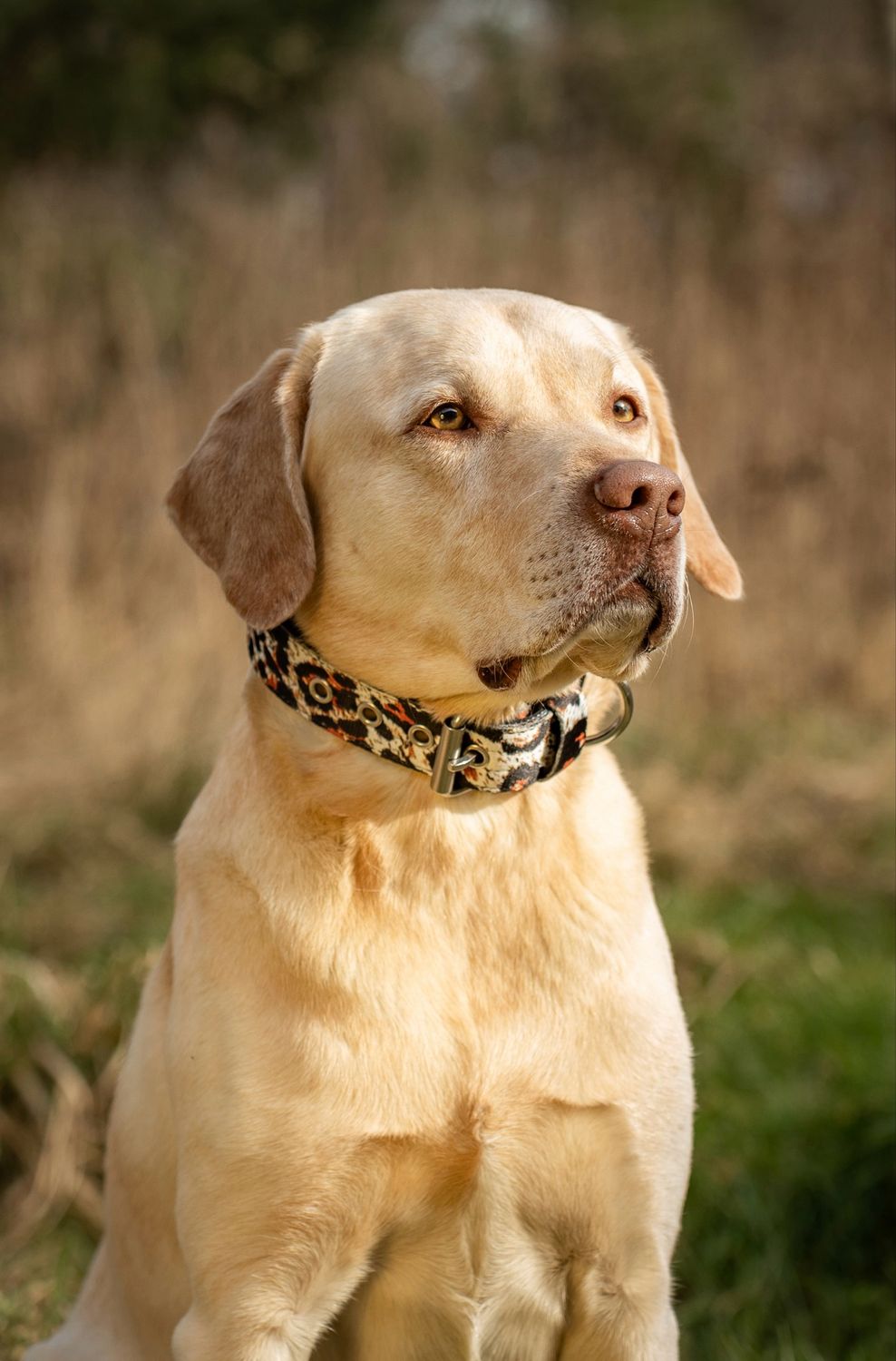 Hundehalsband Rugrats Design – Mit Sicherheitsgurtschnalle, 38-66 Cm, 2,5 Cm Breit