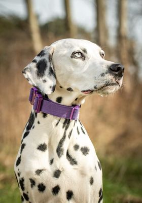 Ultra leichtes Halsband mit Sicherheitsschnalle &amp; Haltegriff &quot;Lila&quot;