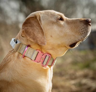 Ultra leichtes Halsband mit Sicherheitsschnalle &amp; Haltegriff &quot;Grau&quot;