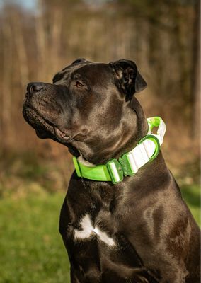 Ultra leichtes Halsband mit Sicherheitsschnalle &amp; Haltegriff &quot;Neon Grün&quot;