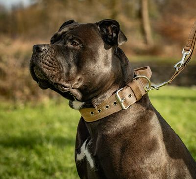 Halsband mit Haltegriff &amp; Rollschnalle &quot;Braun&quot;
