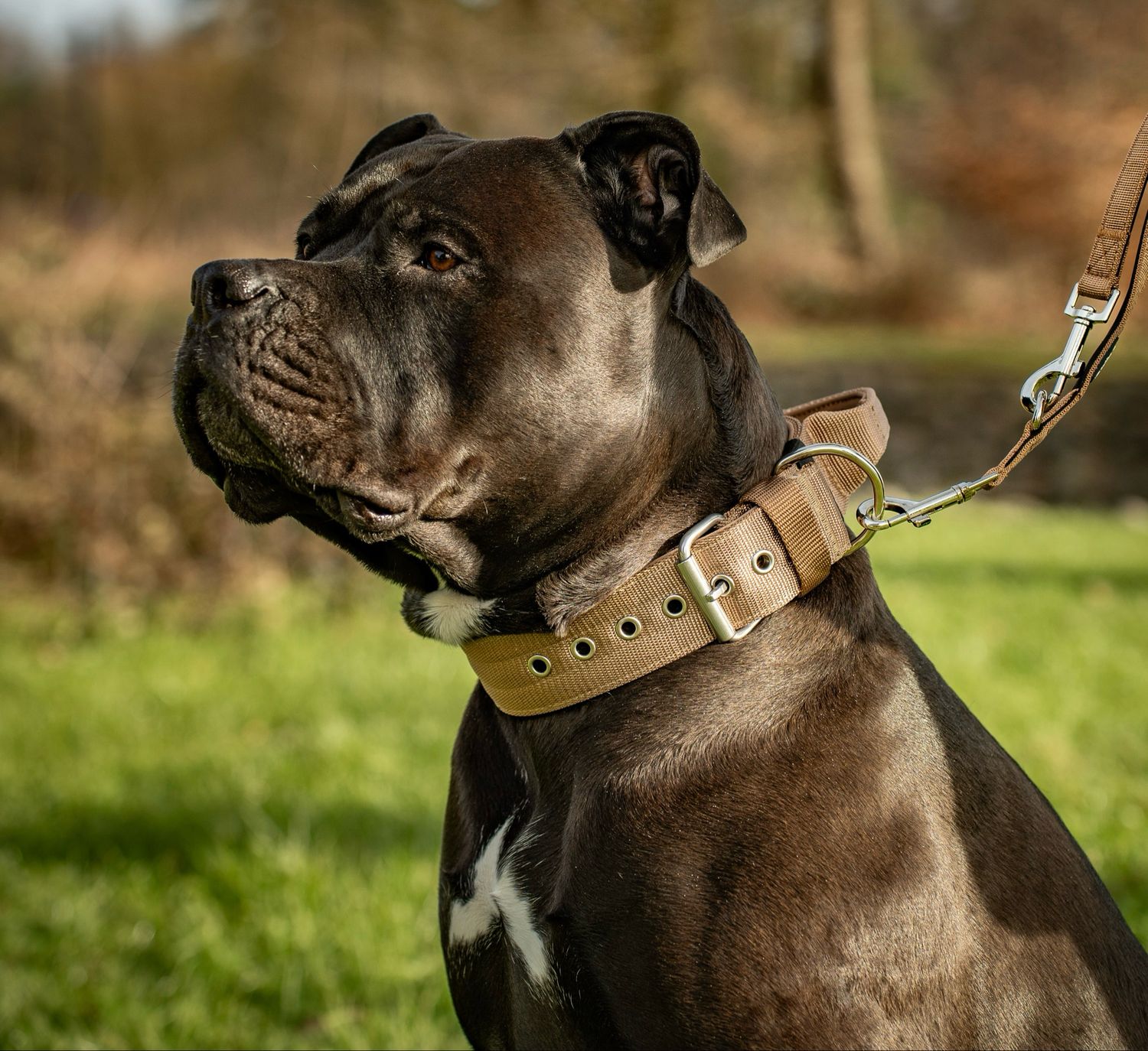 Halsband mit Haltegriff &amp; Rollschnalle &quot;Braun&quot;