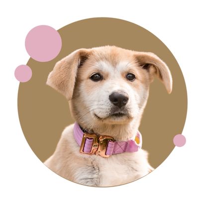Halsband für kleine Hunde