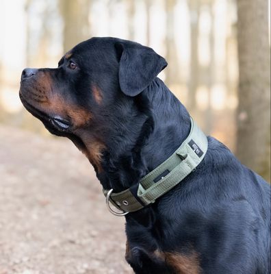 Halsband mit Haltegriff &amp; Rollschnalle &quot;Olive&quot;