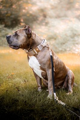Skina Hundeleine Beige