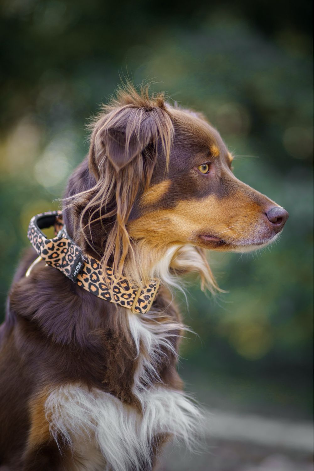 Taktisches Halsband mit Sicherheitsschnalle &amp; Haltegriff „Leo Muster Gold“