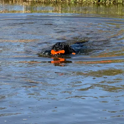 Dog Comets Bobber ( Wasserspielzeug )